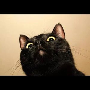 Meet your Posher, Ting